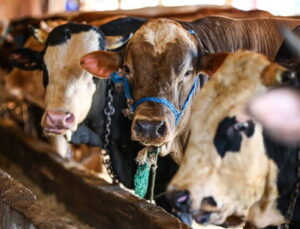 Bayramın ikinci gününde kurban fiyatlarında yarıya yakın düşüş!