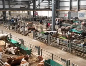 Erzurum’da Doğu Anadolu Canlı Hayvan Borsası’na büyük ilgi