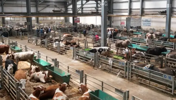 Erzurum’da Doğu Anadolu Canlı Hayvan Borsası’na büyük ilgi