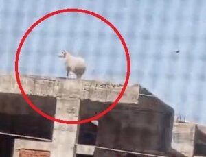 Kesilecek koç sahibinden kaçıp inşaata sığındı