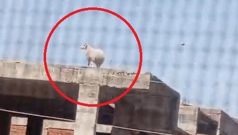 Kesilecek koç sahibinden kaçıp inşaata sığındı