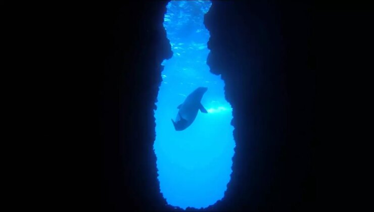 Kuşadası’nda Nesli Tehlike Altında Olan Akdeniz Foku Görüntülendi