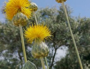 ‘Tülüşah’ı koparmanın cezası 557 bin TL