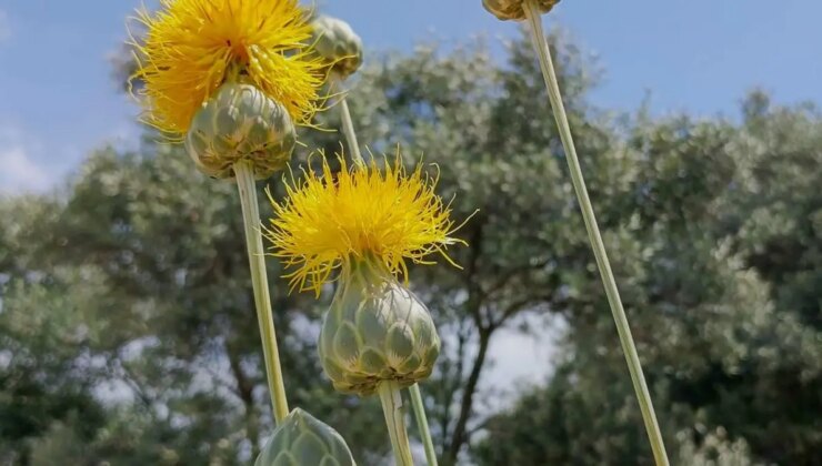 ‘Tülüşah’ı koparmanın cezası 557 bin TL
