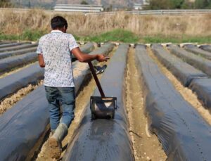 Aydın’da kış çileği hazırlıkları başladı