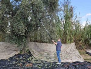 Aydın’da yağışların ardından zeytin hasadı başladı