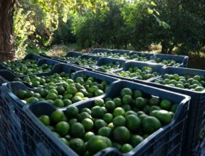 Bodrum’da 72 üreticiden 55 ton yeşil mandalin alındı