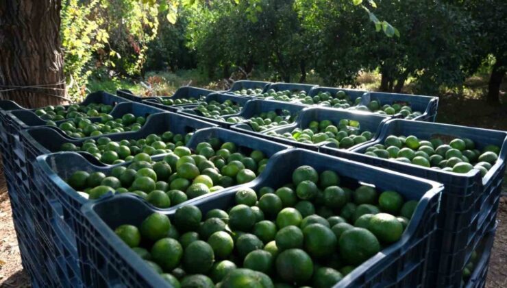 Bodrum’da 72 üreticiden 55 ton yeşil mandalin alındı