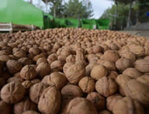 Denizli’de sezonun ilk ceviz hasadı Tavas’ta yapıldı