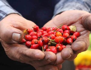 Dikenlerin arasında zahmetle toplanan kuşburnuna rağbet arttı