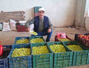Hisarcık’ta salamura zeytin yapımı yaygınlaştı