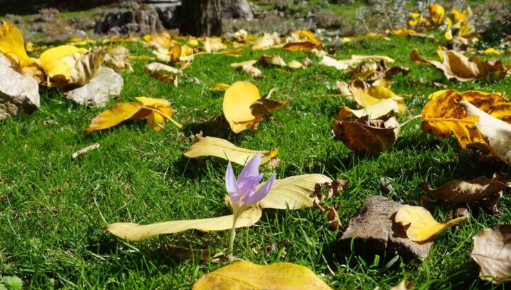 Aydın dağları sonbahara kucak açtı