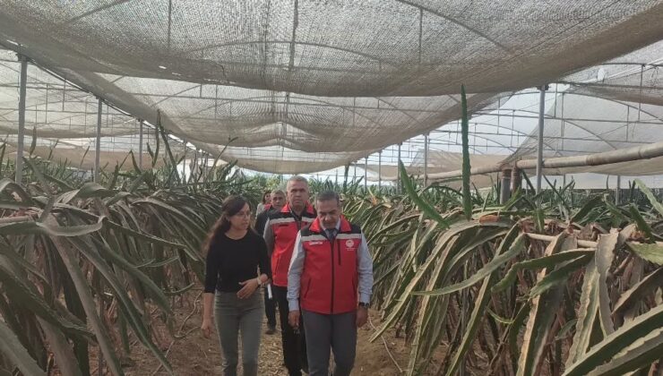 Aydın’da pitaya üretimi genişliyor