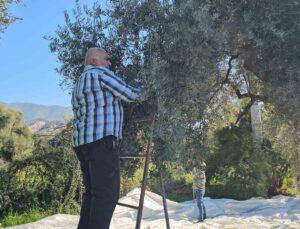 Aydın’da zeytin hasadı sürüyor