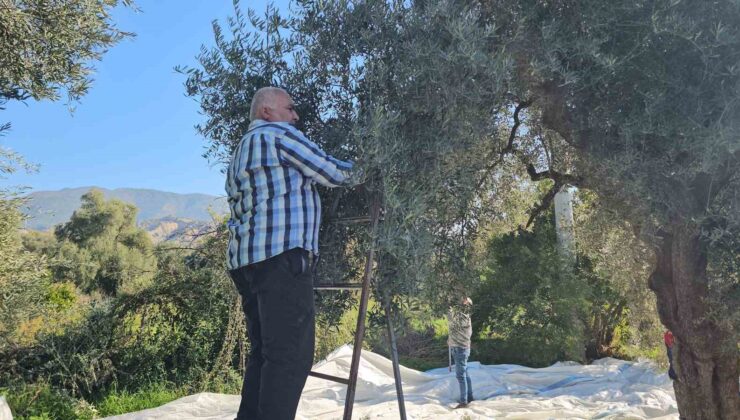 Aydın’da zeytin hasadı sürüyor