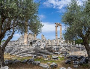 Başkan Gençay: “Zeytin ağacı Didim’in hafızasıdır”