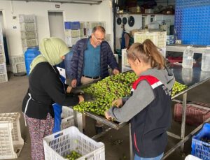 Buharkent’te zeytin rekoltesi ve kalite kontrol çalışmaları sürüyor