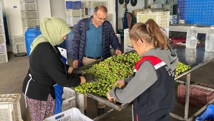 Buharkent’te zeytin rekoltesi ve kalite kontrol çalışmaları sürüyor