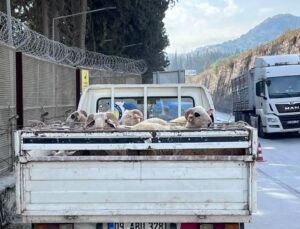 Hayvan hastalıkları ile mücadelede yol kontrolleri devam ediyor