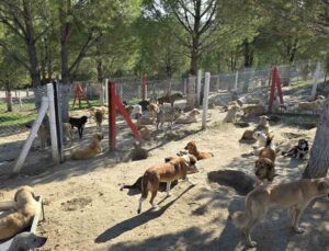 İlçelerdeki sahipsiz köpekler toplanıyor