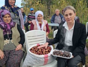 Kaymakam Kan, kestane hasadına katıldı