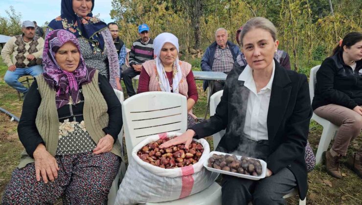 Kaymakam Kan, kestane hasadına katıldı