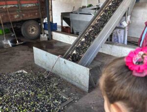 Minikler zeytinin ağaçtan sofraya uzanan serüvenini uygulamalı öğrendi