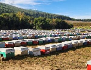Söke’de arılı kovan tespiti yapıldı
