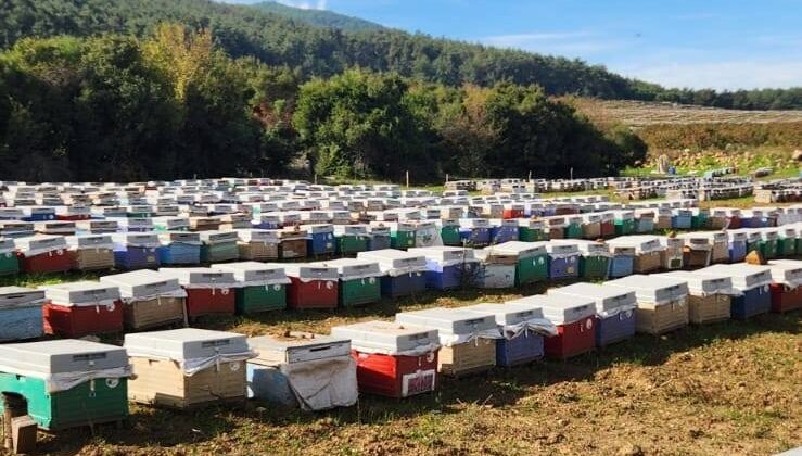Söke’de arılı kovan tespiti yapıldı