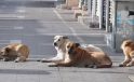 Aydın’da Başıboş Köpek Tedirginliği: “Çare Bulun Artık”