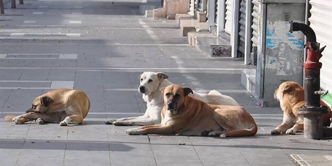 Aydın’da Başıboş Köpek Tedirginliği: “Çare Bulun Artık”