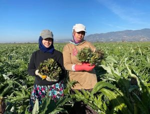 Coğrafi İşaretli Aydın Enginarı’nda yılın ilk hasadı yapıldı