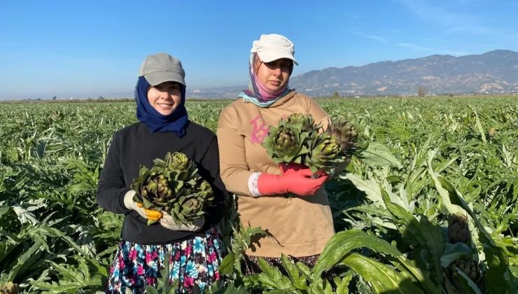 Coğrafi İşaretli Aydın Enginarı’nda yılın ilk hasadı yapıldı