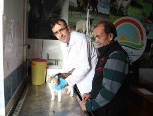 Kedi ve köpeklere mikroçip uyarısı: 31 Aralık son gün