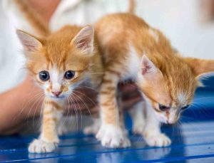 Kuşadası Belediyesi Veteriner İşleri Müdürlüğü’nden ‘mikroçip taktırın’ uyarısı