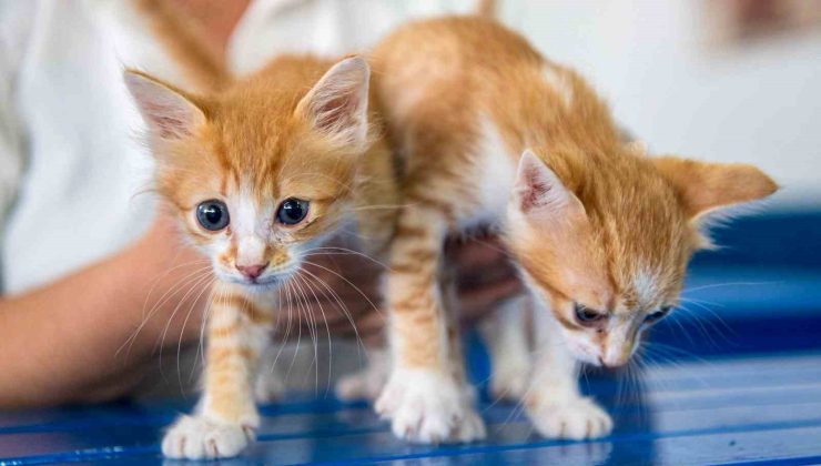 Kuşadası Belediyesi Veteriner İşleri Müdürlüğü’nden ‘mikroçip taktırın’ uyarısı