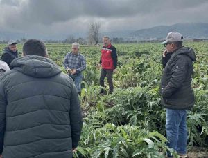 Enginar tarlaları incelendi, üreticiler, TARSİM hakkında bilgilendirildi