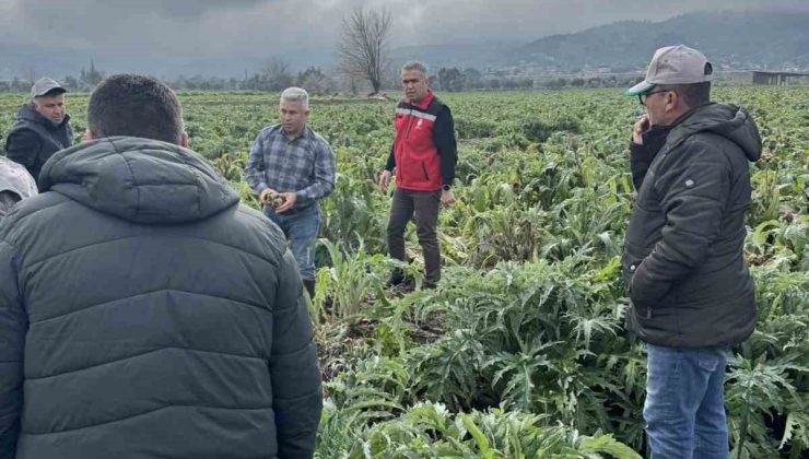 Enginar tarlaları incelendi, üreticiler, TARSİM hakkında bilgilendirildi