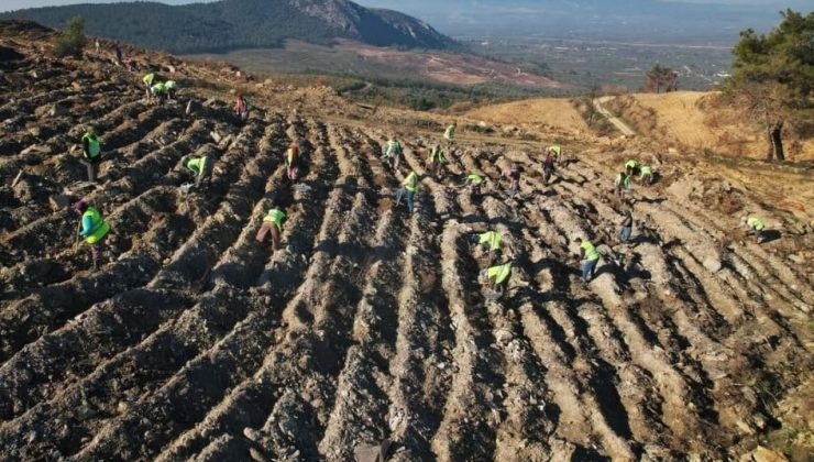 Akhisar’da yanan alanlar yeniden yeşeriyor: 2 milyon 325 bin fidan toprakla buluşacak