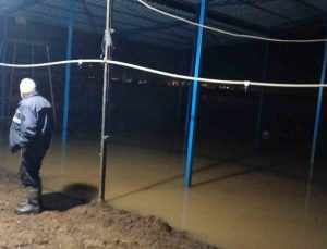 Koçarlı’da su baskını sonrası hayvan tahliyesi sürüyor