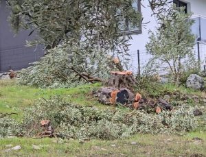Zeytin ağaçlarını kesen ve görevinden istifa eden CHP’li başkana 36 bin 762 lira para cezası