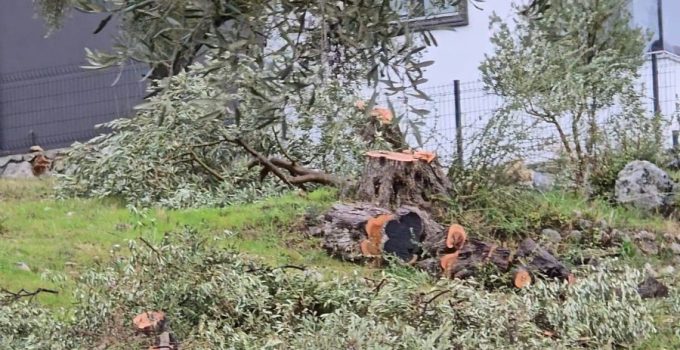 Zeytin ağaçlarını kesen ve görevinden istifa eden CHP’li başkana 36 bin 762 lira para cezası