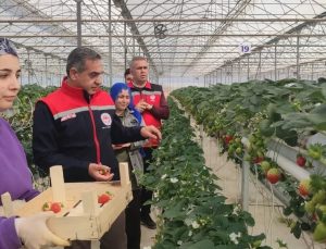 Aydın’da çilek hasadı başladı