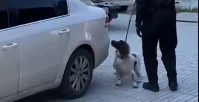 Narkotik operasyonunda 6 kilo esrar ele geçirildi