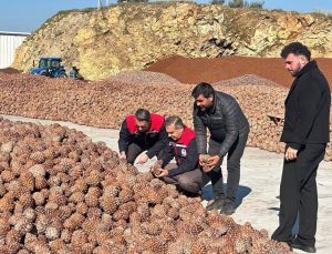 Koçarlı’da Çam Fıstığı işleme tesisindeki çalışmalar yerinde incelendi