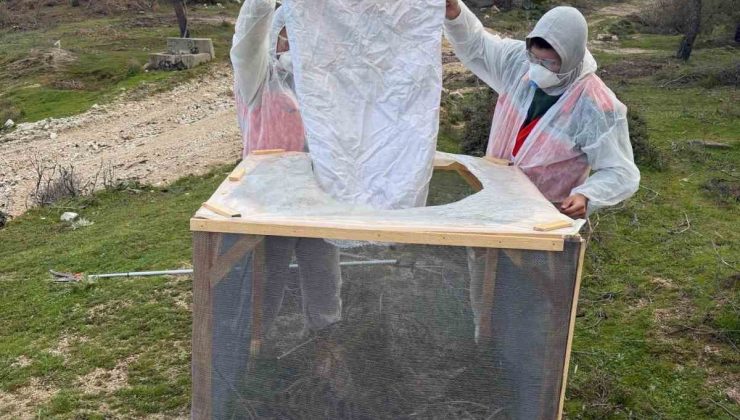 Aydın ormanlarında çam kese böceğine karşı kapsamlı mücadele