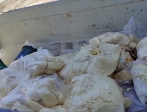 Aydın’da 11 ton süt ürünü imha edildi