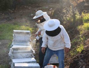 Aydın’da arı kolonileri gençleşiyor, arıcılar sezondan umutlu