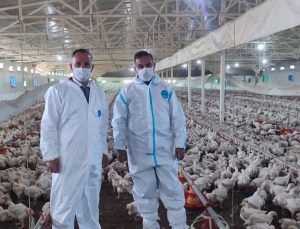 Aydın’da kanatlı üretimi 71 işletmede sürüyor