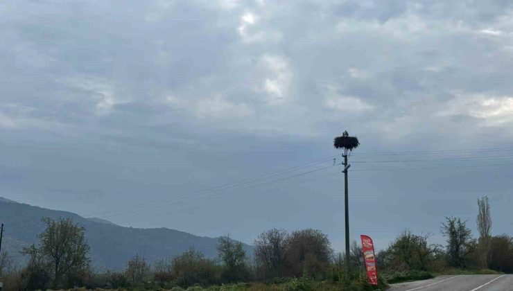Bozdoğan’da baharın müjdecisi leylekler yuvalarına döndü
